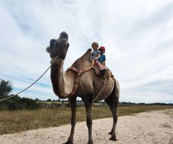 barn rider kamel